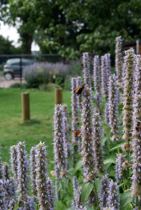 tuin en landschap